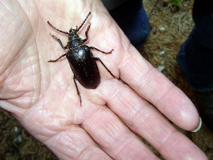 Prione tanneur femelle   Prionus coriarius